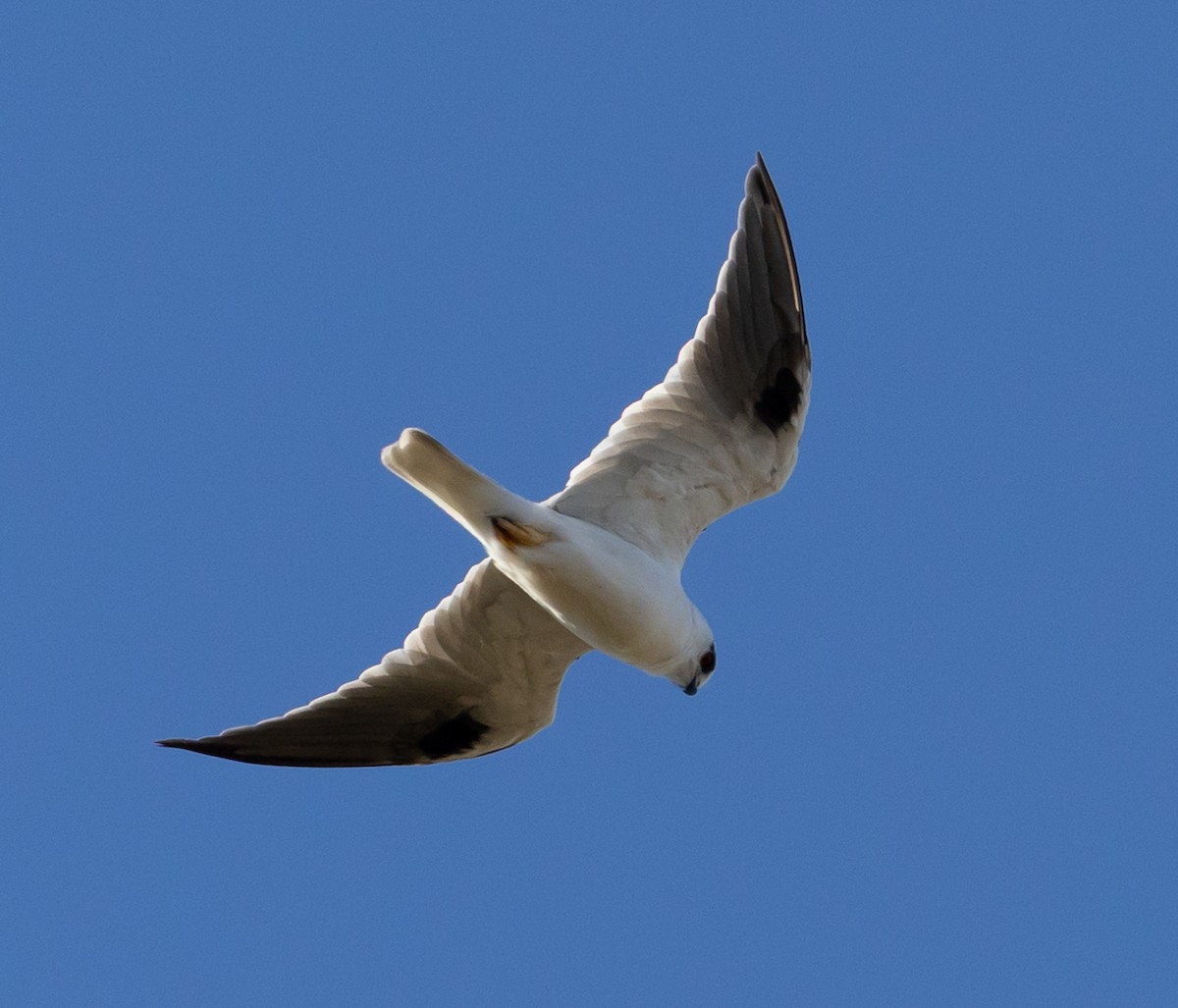 Black-shouldered Kite - ML651916887
