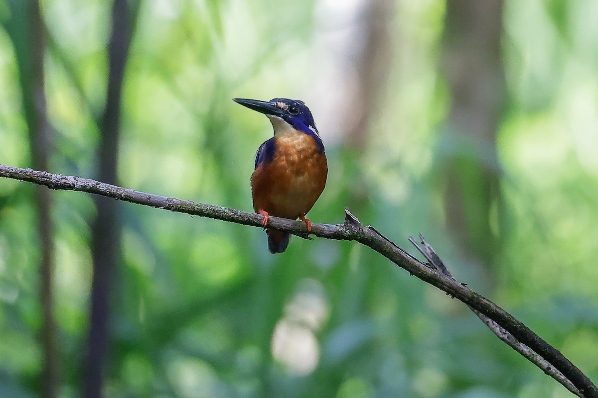 Azure Kingfisher - ML651917270