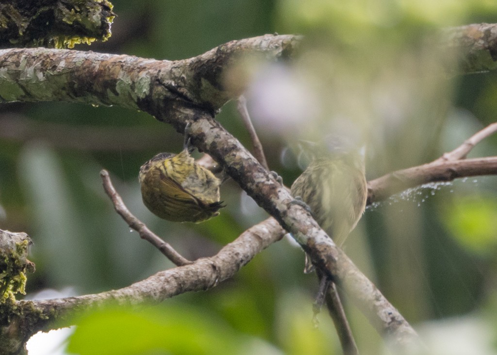 Picumne barré - ML651917310