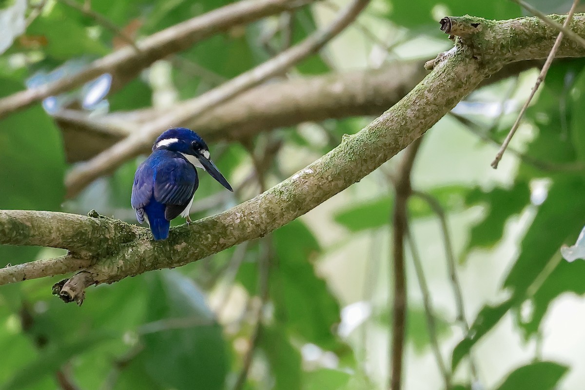 Little Kingfisher - ML651917604