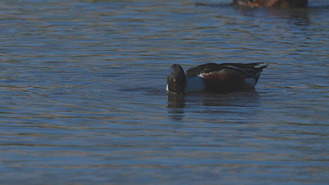 Northern Shoveler - ML651917620