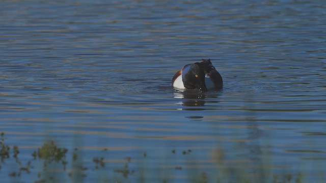Northern Shoveler - ML651917624