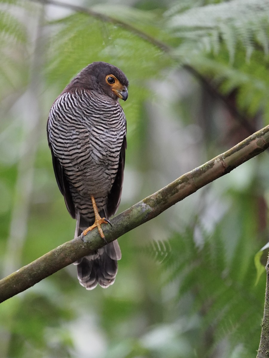 Barred Forest-Falcon - ML651918430