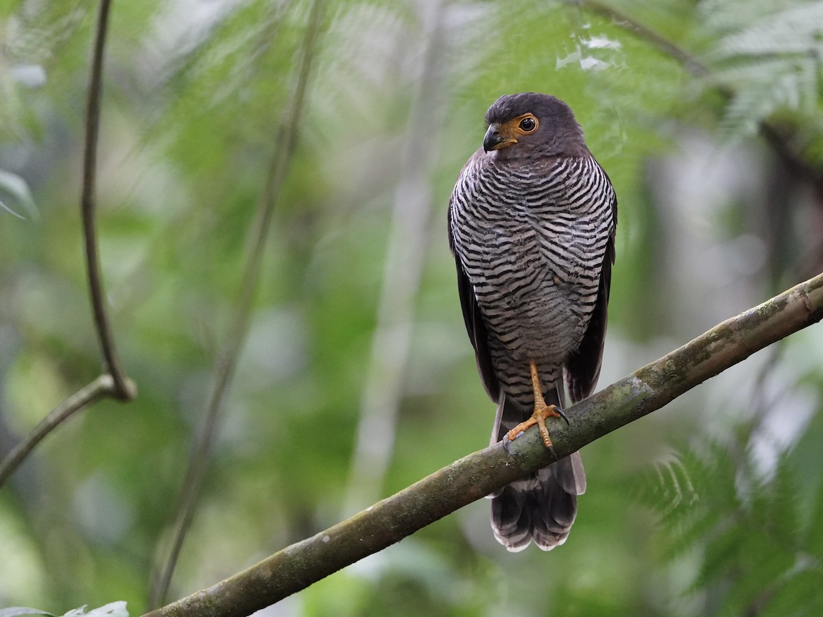 Barred Forest-Falcon - ML651918431