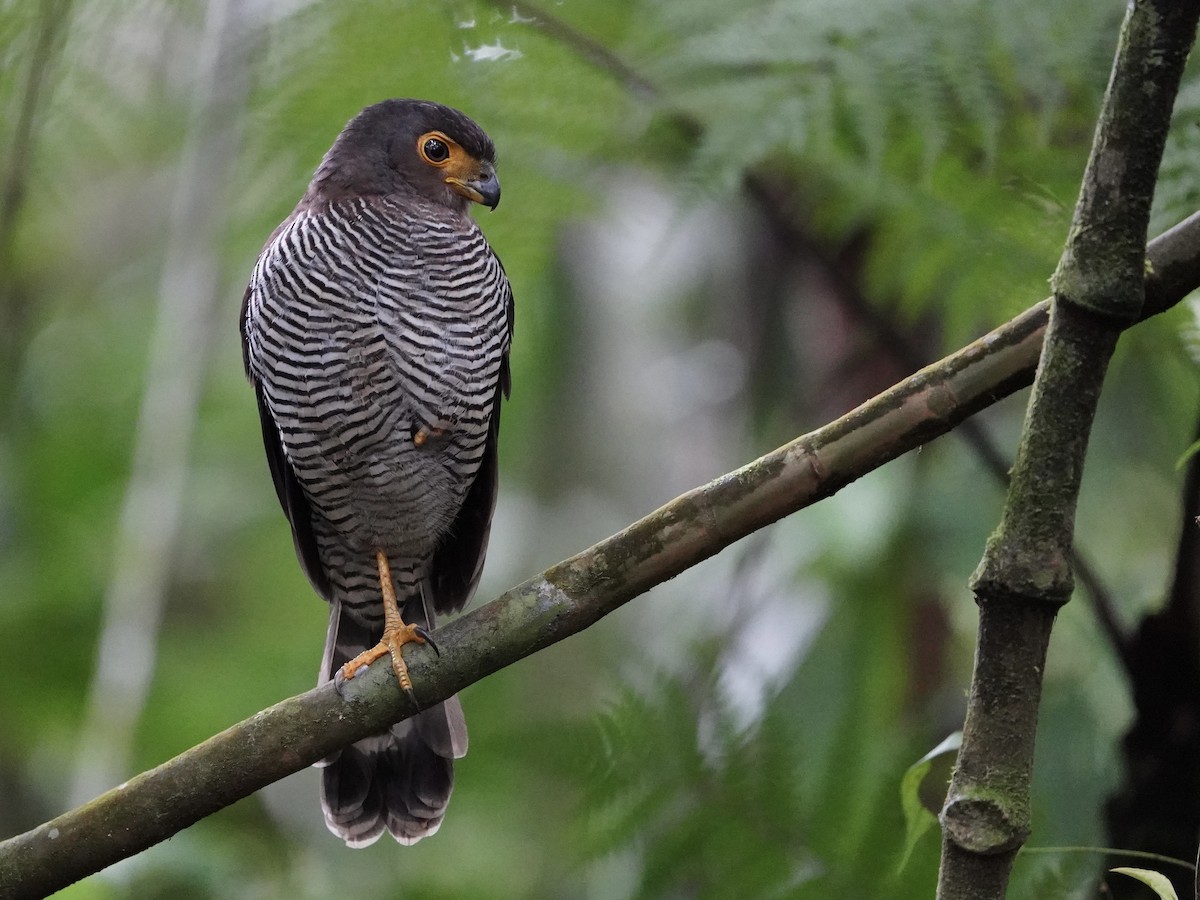 Barred Forest-Falcon - ML651918541