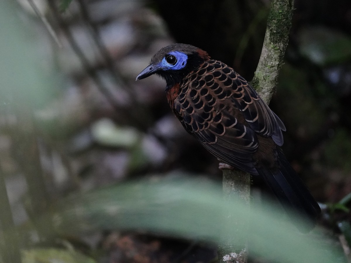 Ocellated Antbird - ML651918570