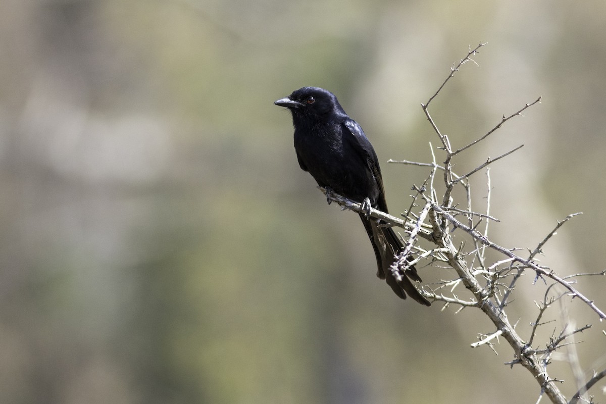 Fork-tailed Drongo - ML651918864
