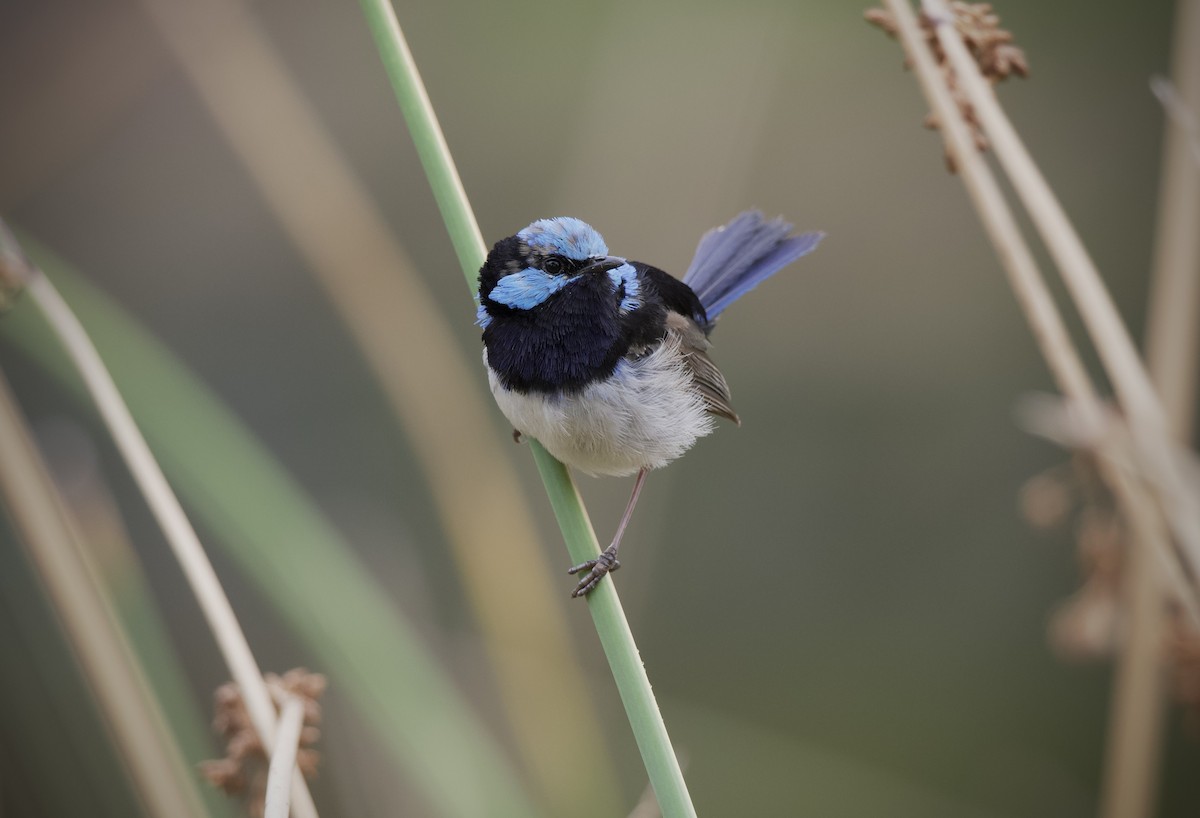 Superb Fairywren - ML651919189