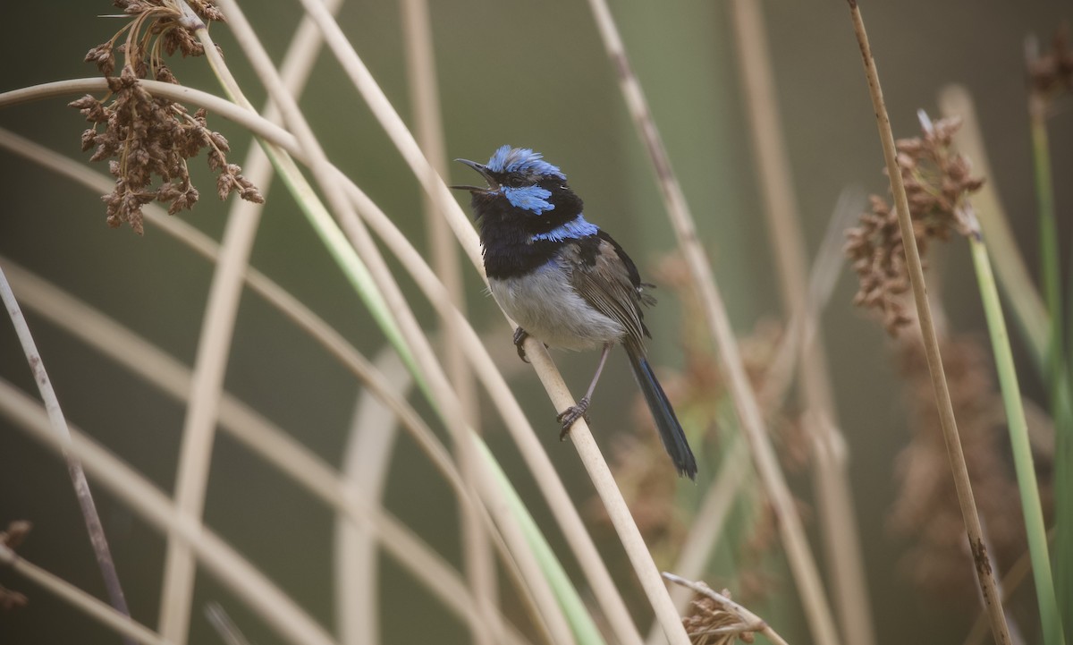 Superb Fairywren - ML651919220