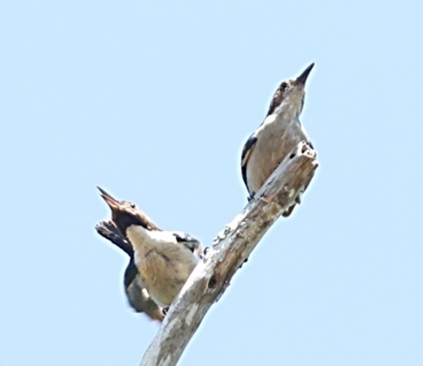 シロハラコバシタイヨウチョウ - ML651919867