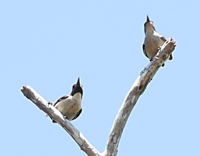 シロハラコバシタイヨウチョウ - ML651919868