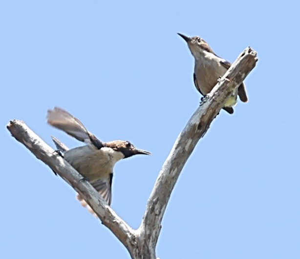 シロハラコバシタイヨウチョウ - ML651919931