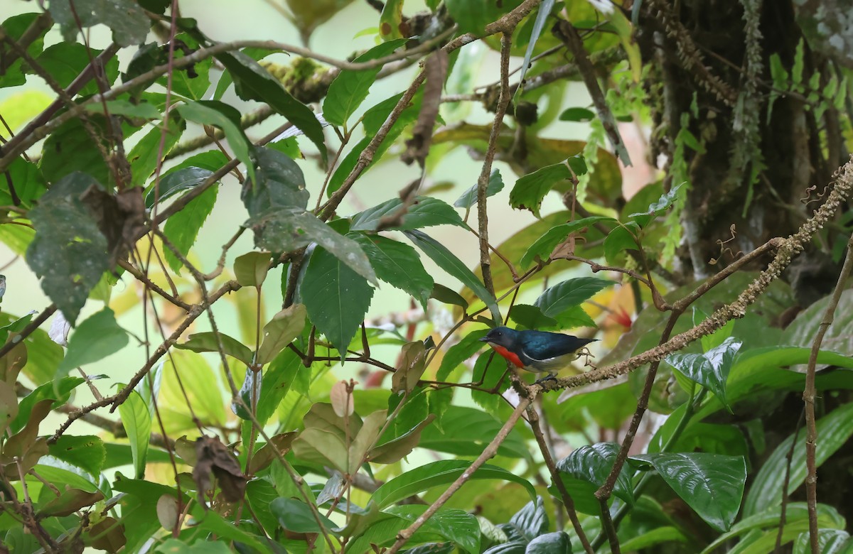 Fire-throated Flowerpecker - ML651919958