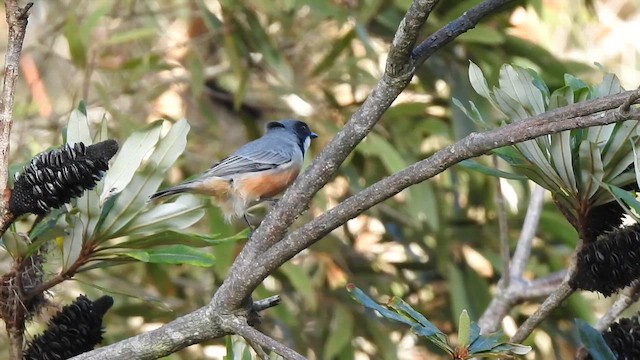 Rufous Whistler - ML651920619