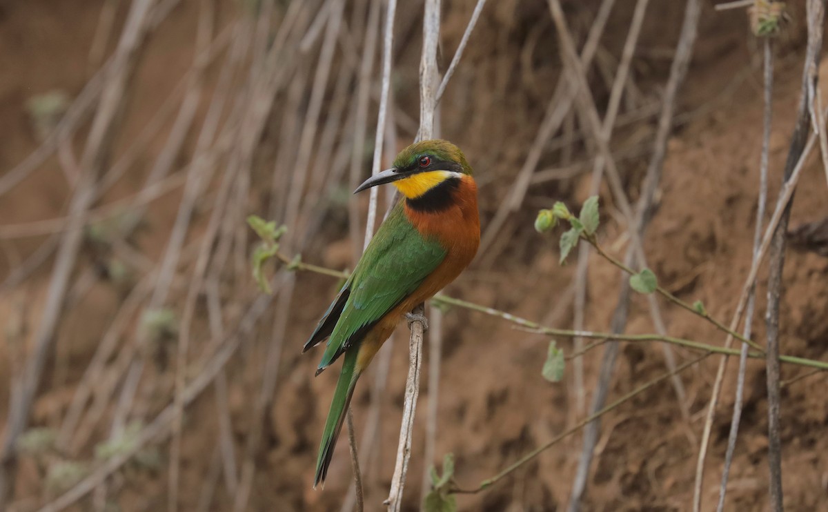 Бджолоїдка суданська - ML651920761