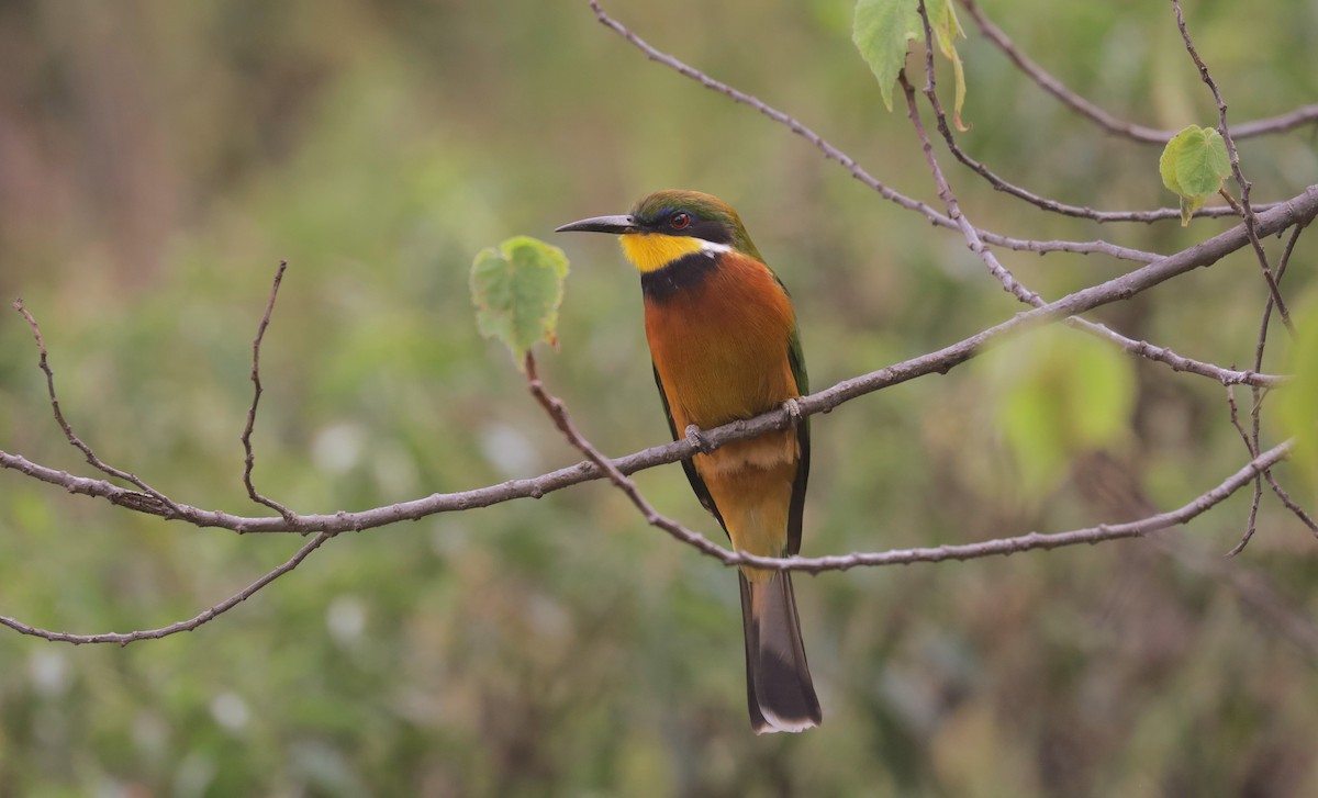 Бджолоїдка суданська - ML651920845