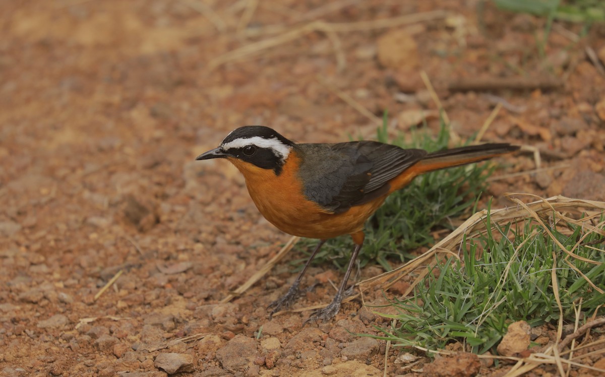 Золотокіс білобровий - ML651921020