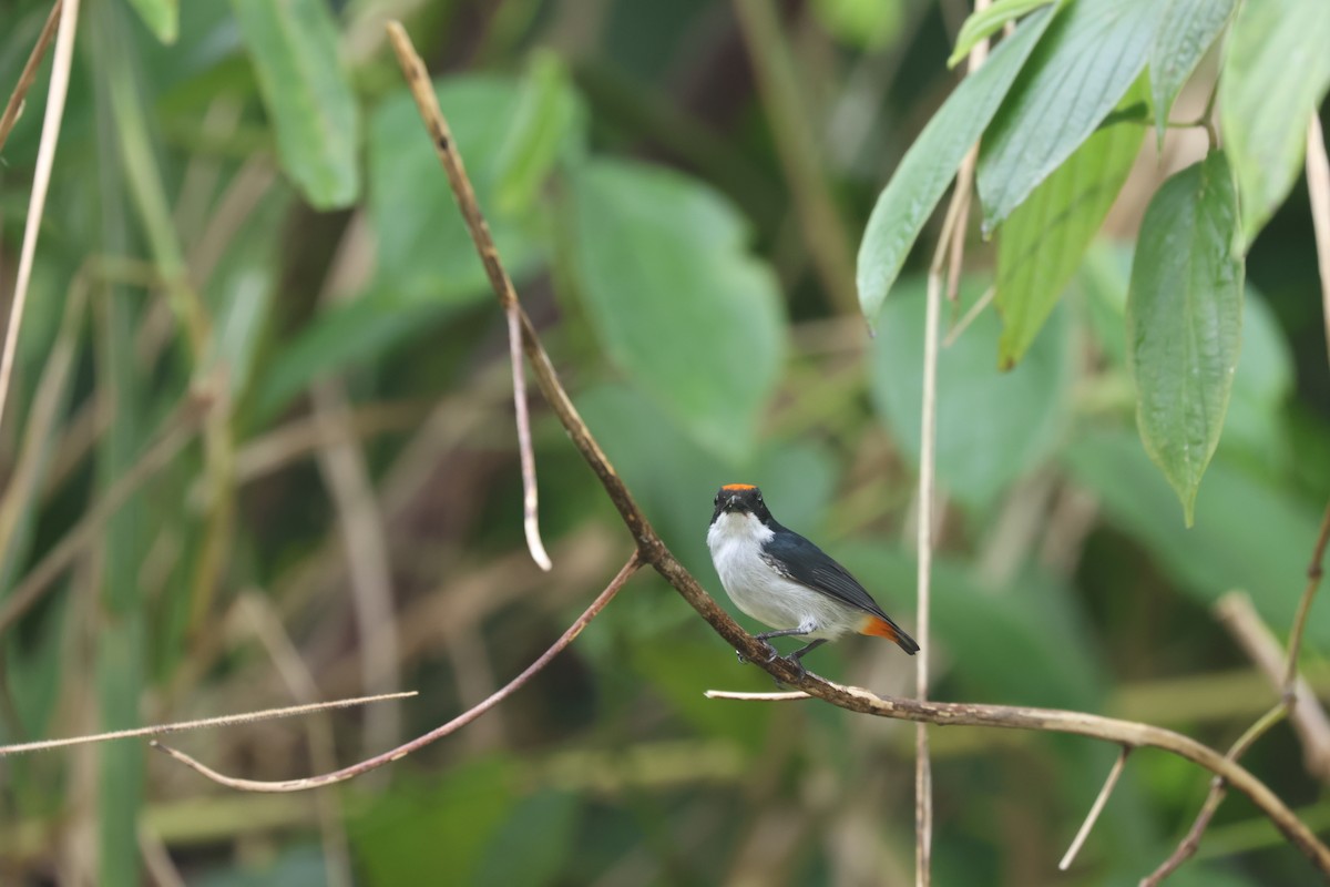 Dicée du Kampalili - ML651921026