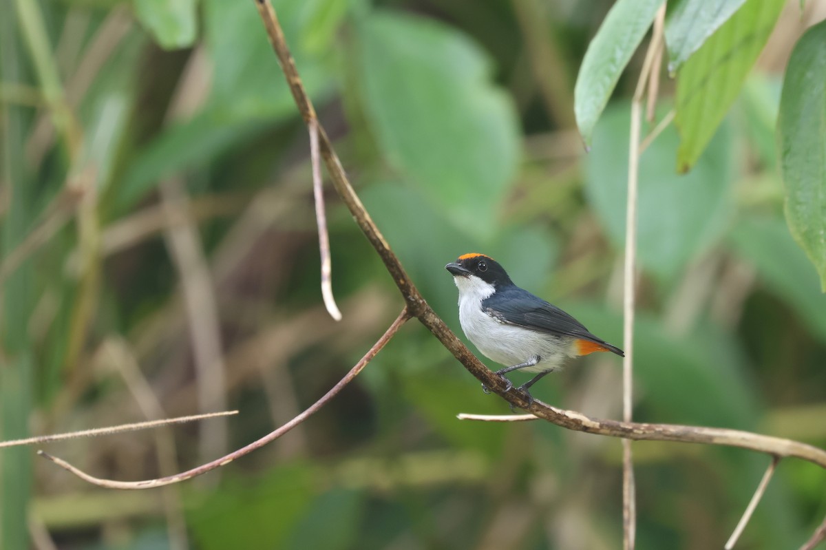 Dicée du Kampalili - ML651921034