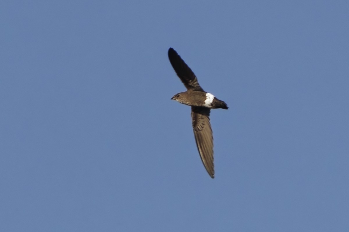 Baobab İğnekuyruğu - ML651921146