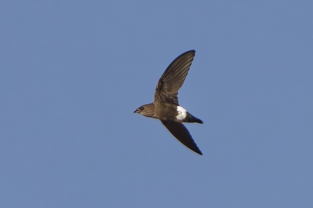 Baobab İğnekuyruğu - ML651921147