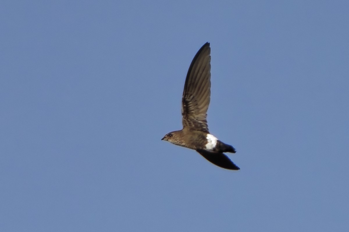 Baobab İğnekuyruğu - ML651921149