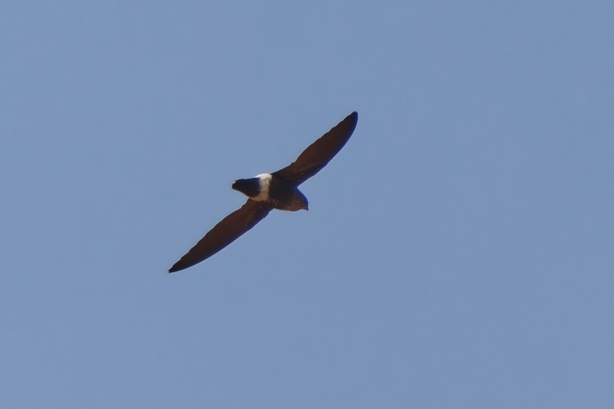 Baobab İğnekuyruğu - ML651921150