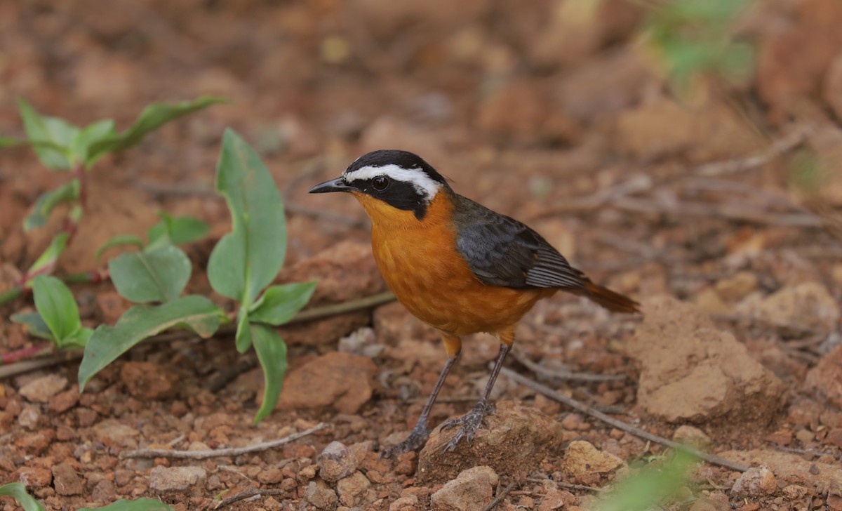 Золотокіс білобровий - ML651921152