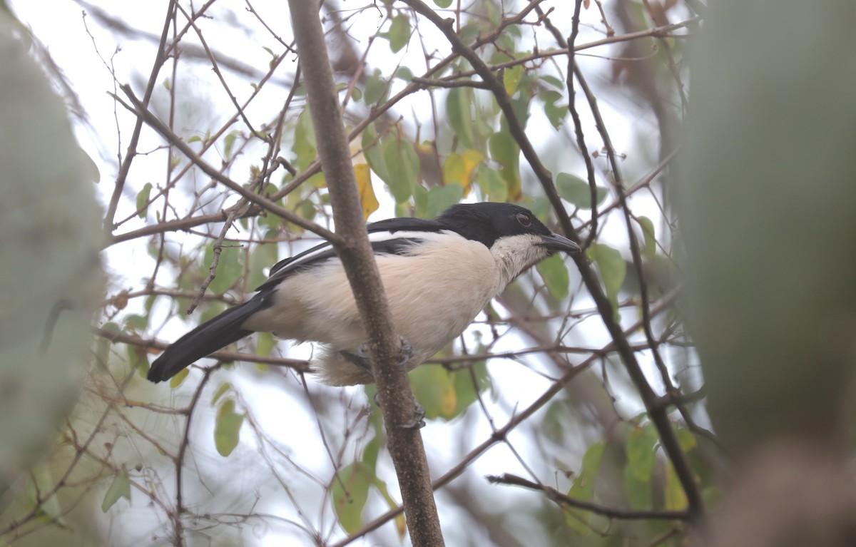 Гонолек тропічний - ML651921311