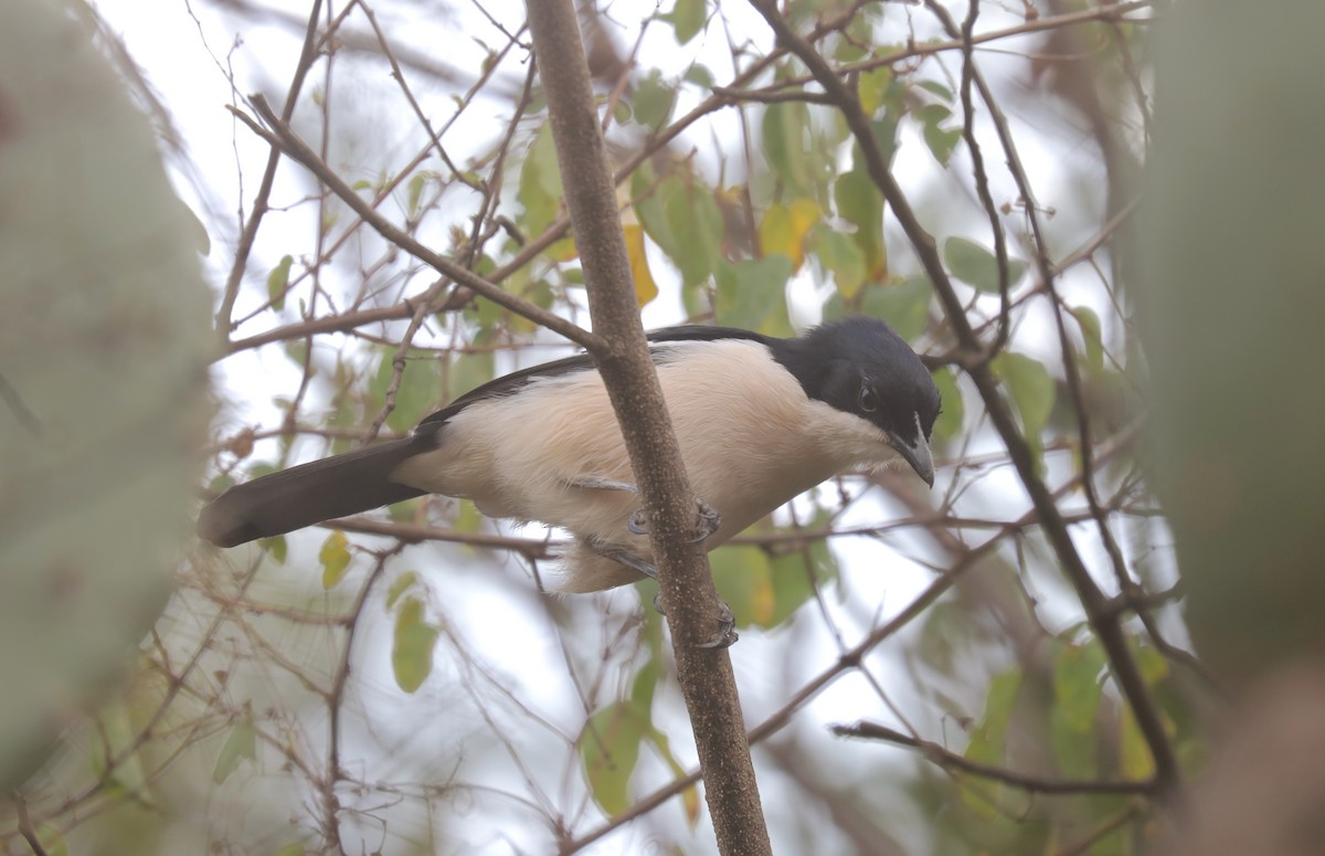 Гонолек тропічний - ML651921353