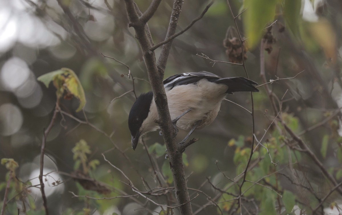 Гонолек тропічний - ML651921407