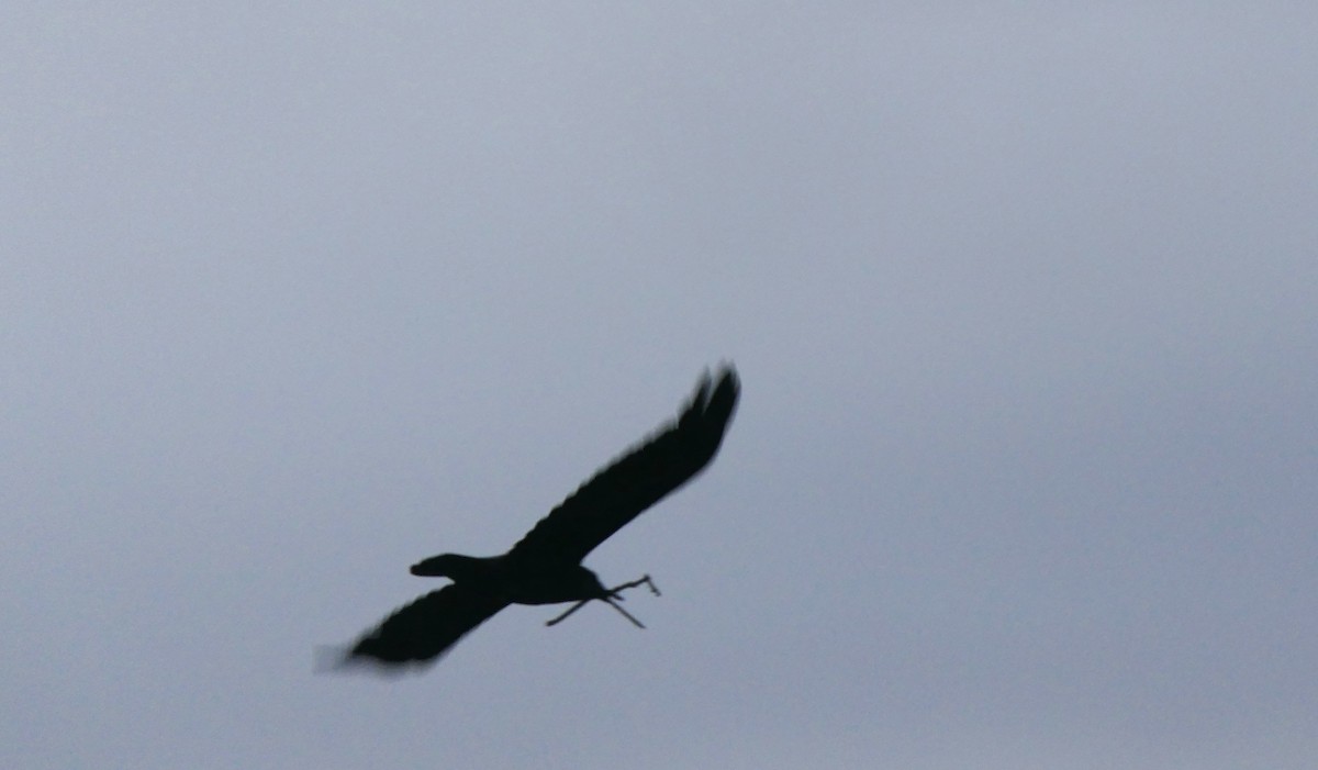 krkavec velký - ML651921935