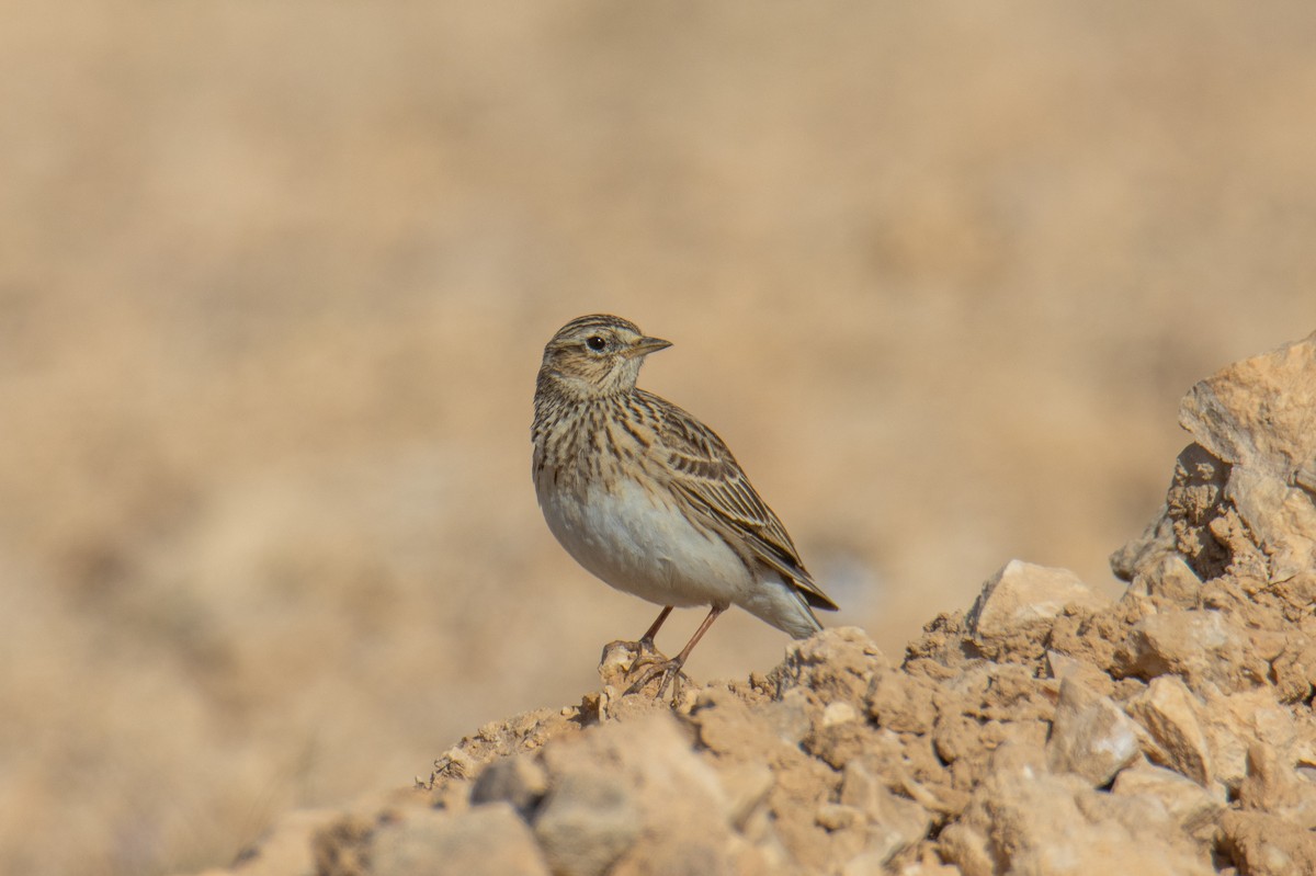 Feldlerche - ML651922228