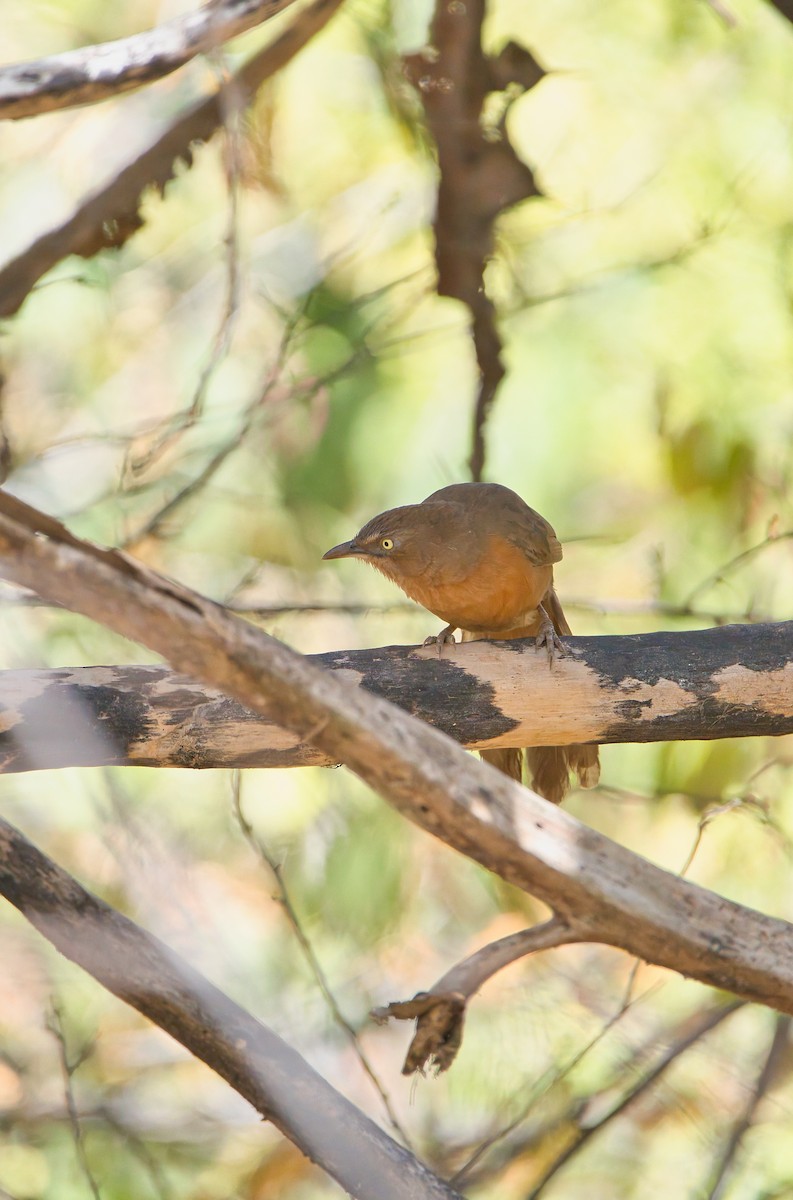 Rufous Chatterer - ML651922317