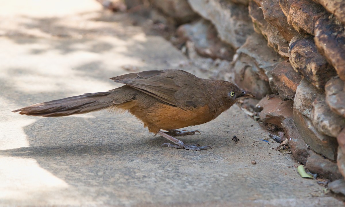 Rufous Chatterer - ML651922329