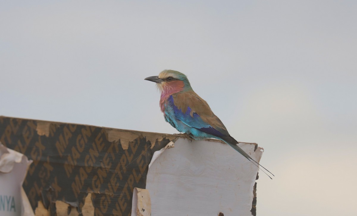 Сиворакша рожевовола - ML651922455