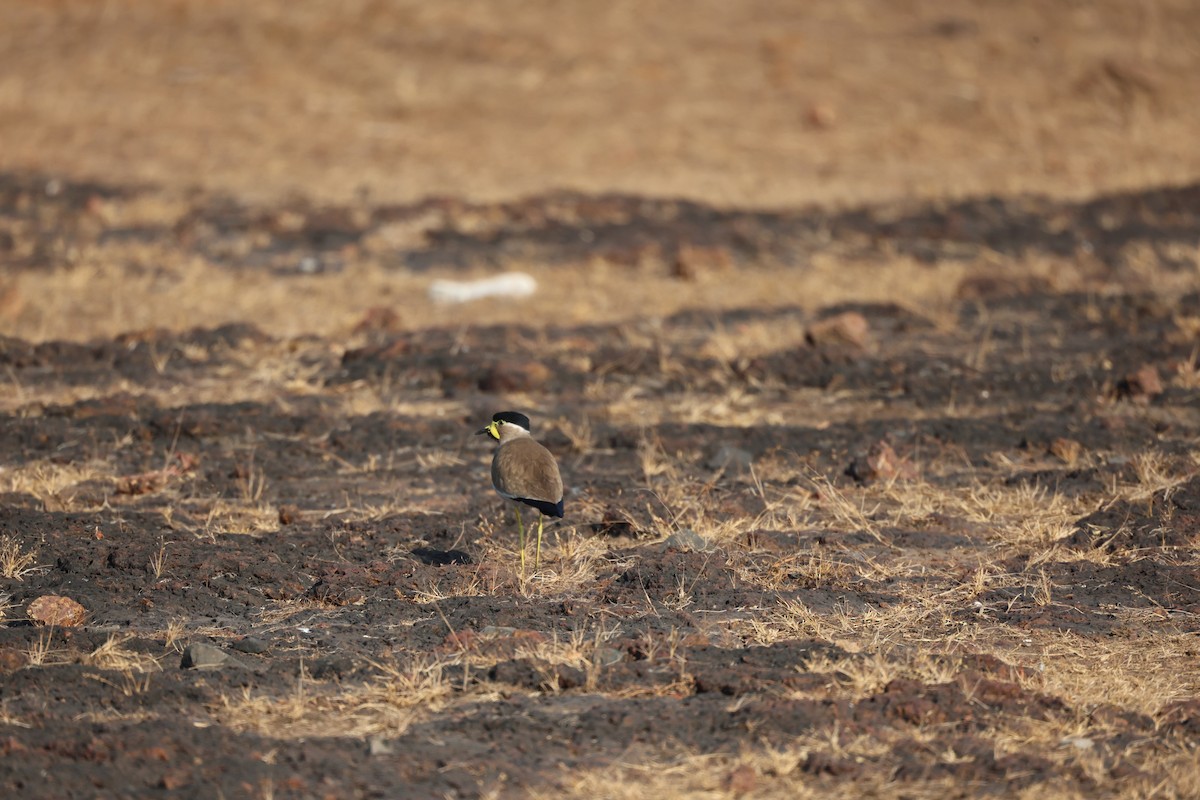 Yellow-wattled Lapwing - ML651922487