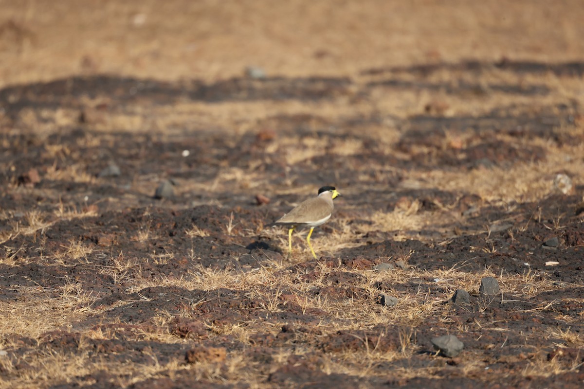 Yellow-wattled Lapwing - ML651922488