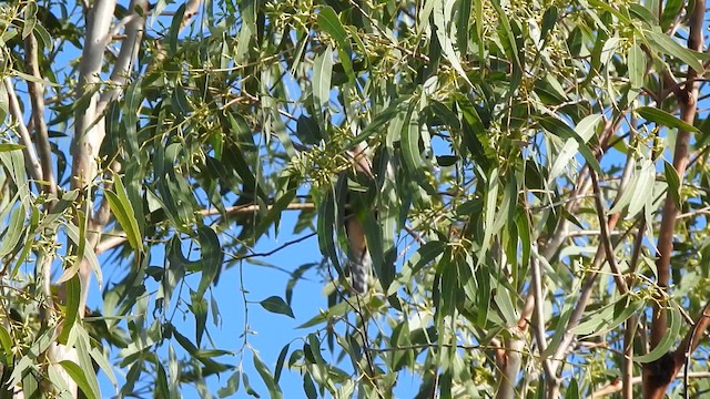 Fan-tailed Cuckoo - ML651922703