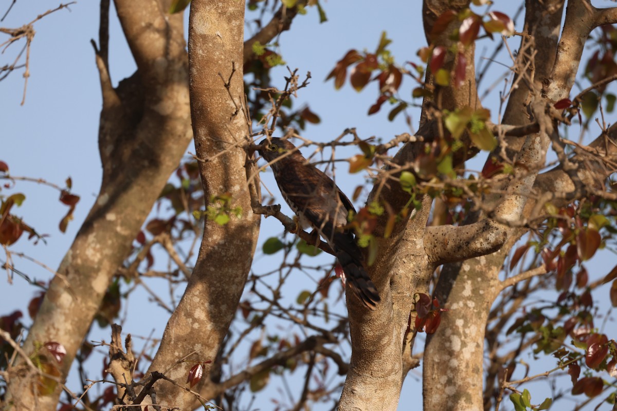 Common Hawk-Cuckoo - ML651922773