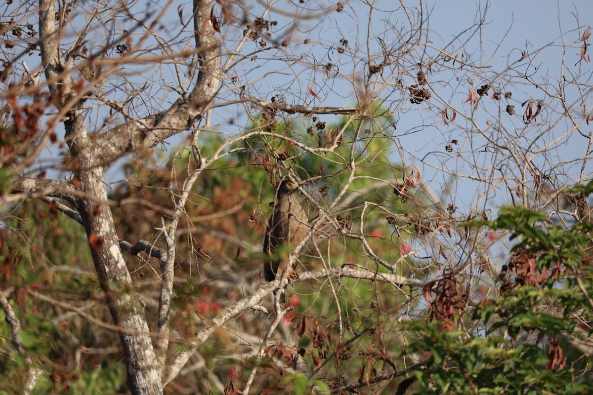 Crested Serpent-Eagle - ML651922803