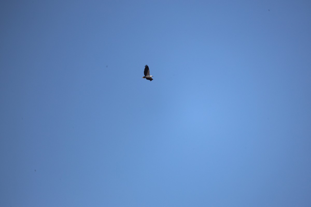 White-bellied Sea-Eagle - ML651922851