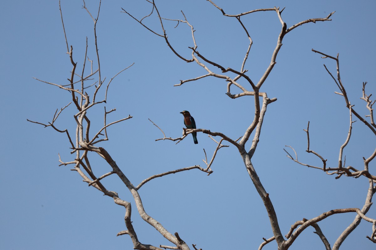 Indian Roller - ML651922944