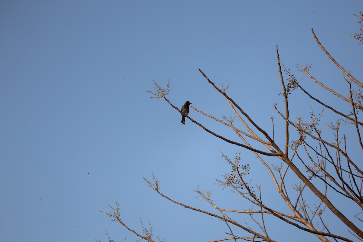 Red-vented Bulbul - ML651922990