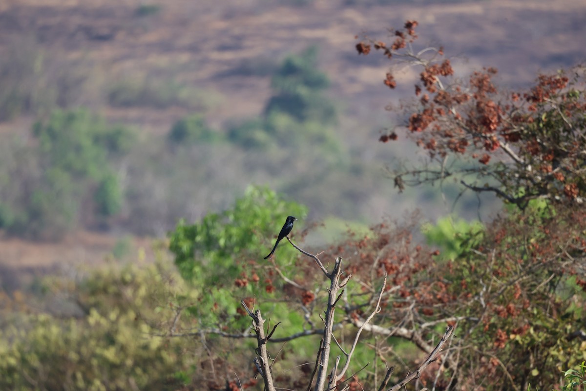 Black Drongo - ML651923001