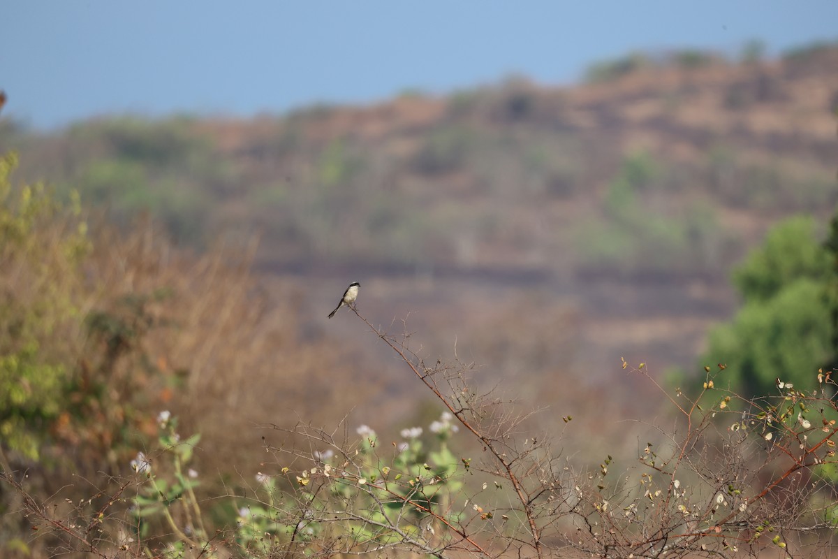 Averla bruna - ML651923053