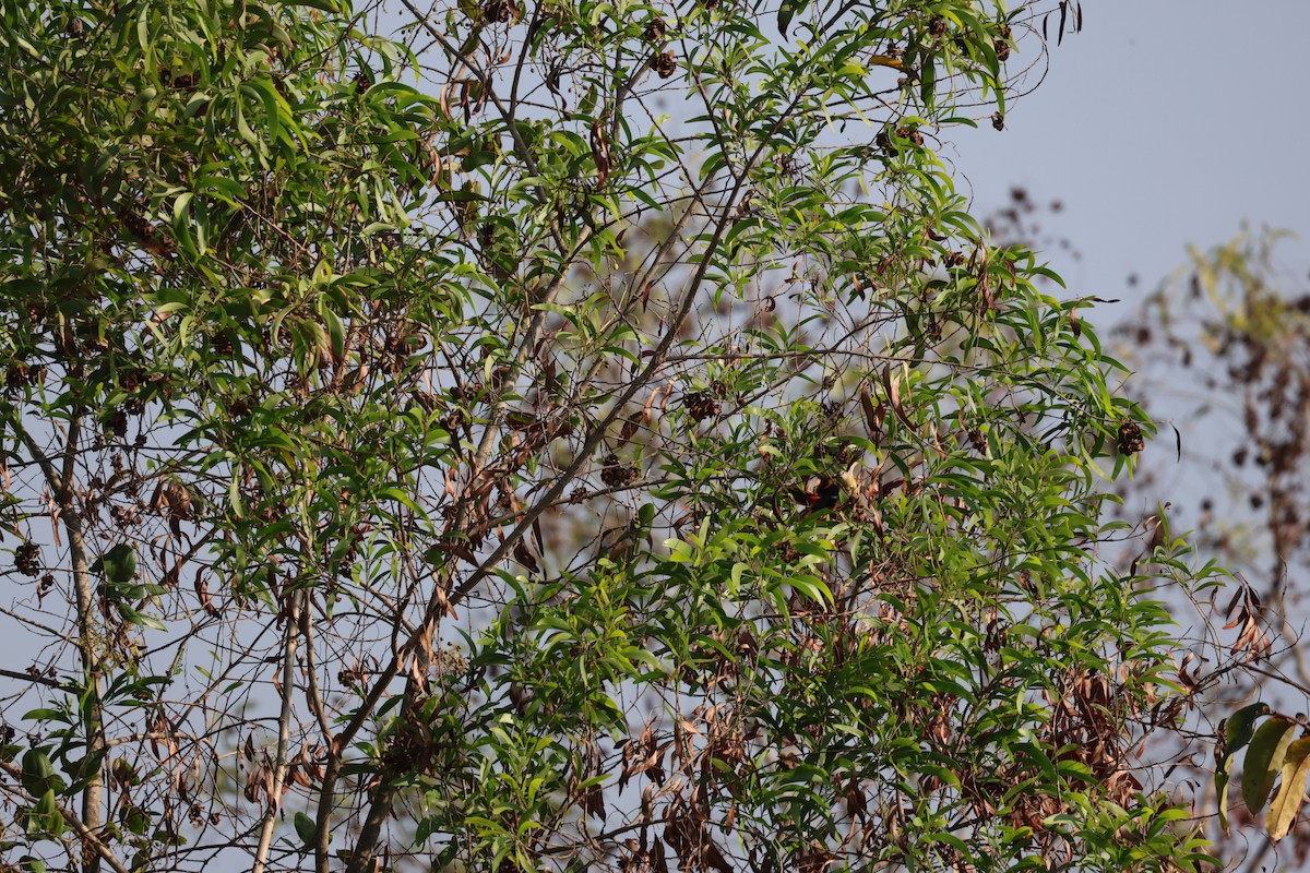 Small Minivet - ML651923103