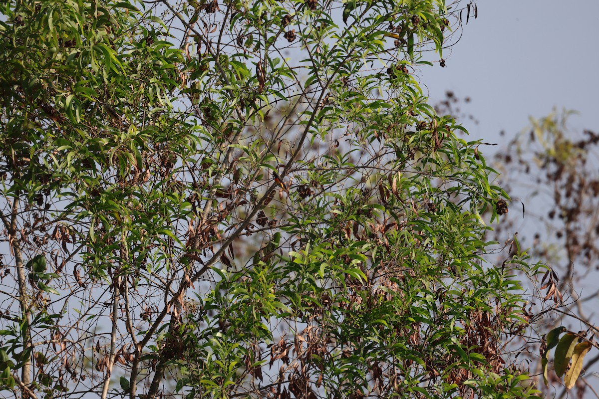 Small Minivet - ML651923104