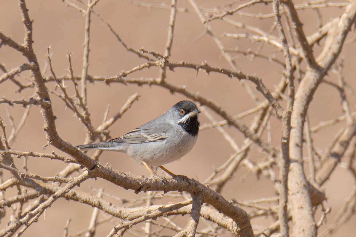 Maskengrasmücke - ML651923216