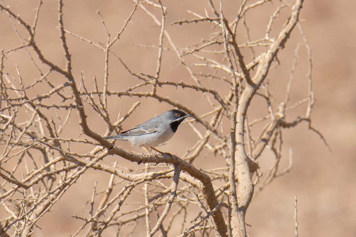 Maskengrasmücke - ML651923217